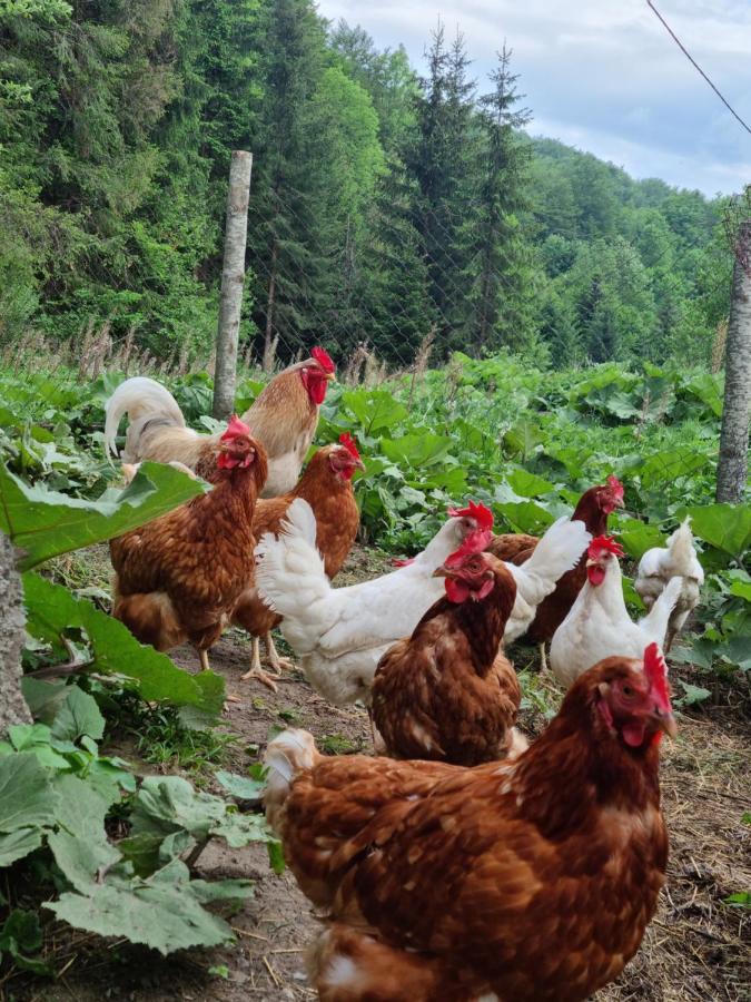 Farmstead Green Haven Mojkovac Esterno foto