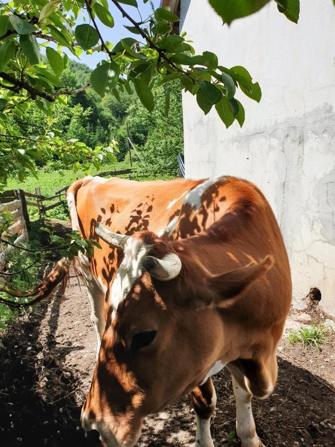 Farmstead Green Haven Mojkovac Esterno foto