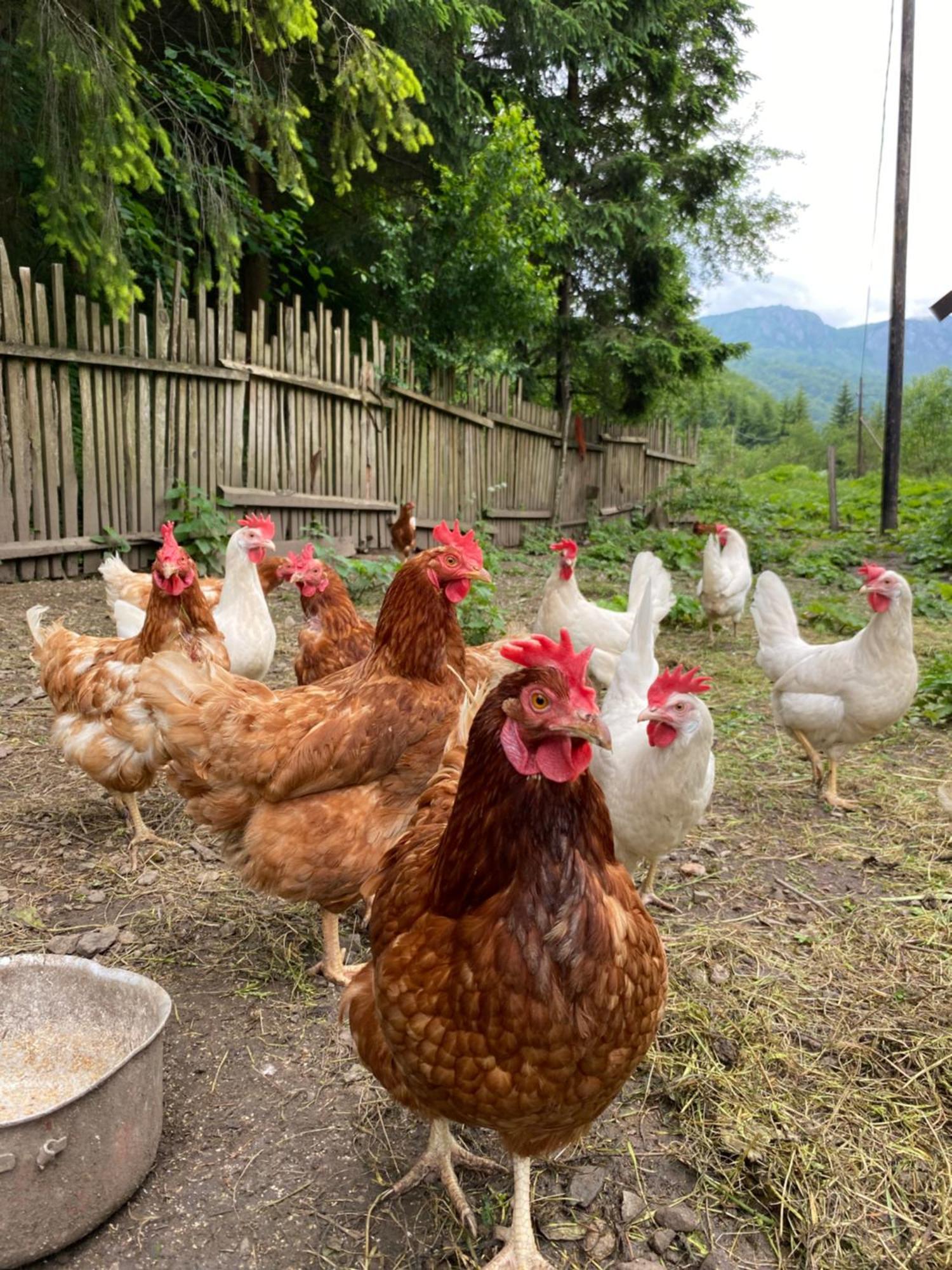 Farmstead Green Haven Mojkovac Esterno foto