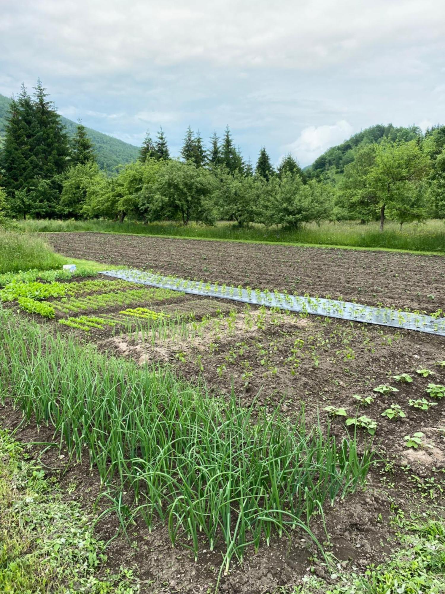Farmstead Green Haven Mojkovac Esterno foto