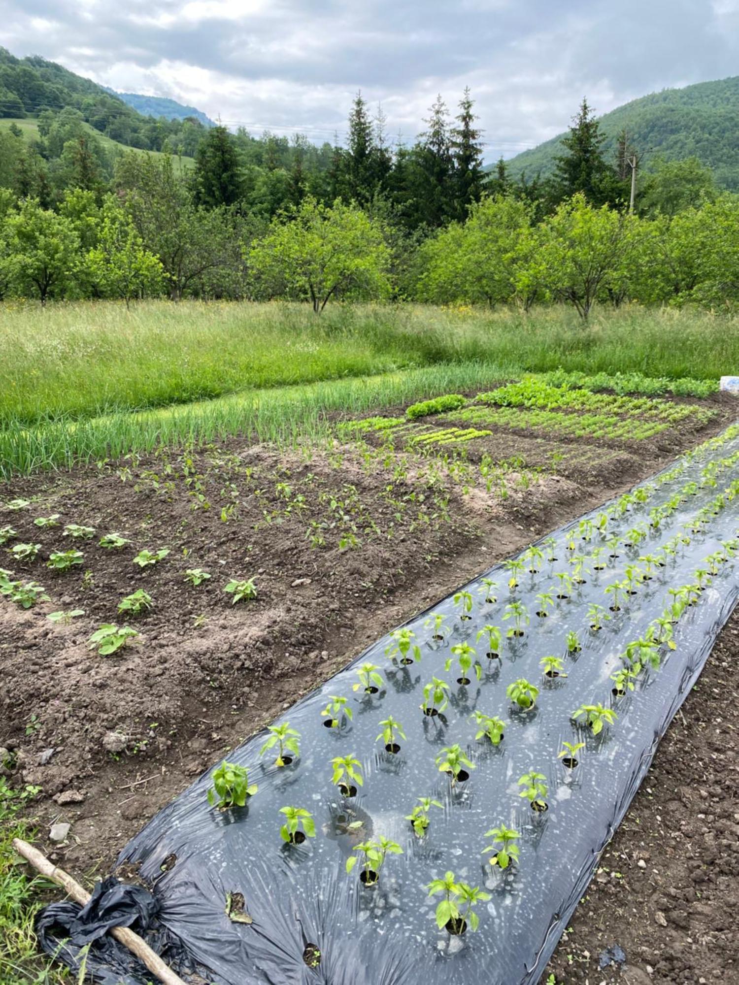 Farmstead Green Haven Mojkovac Esterno foto